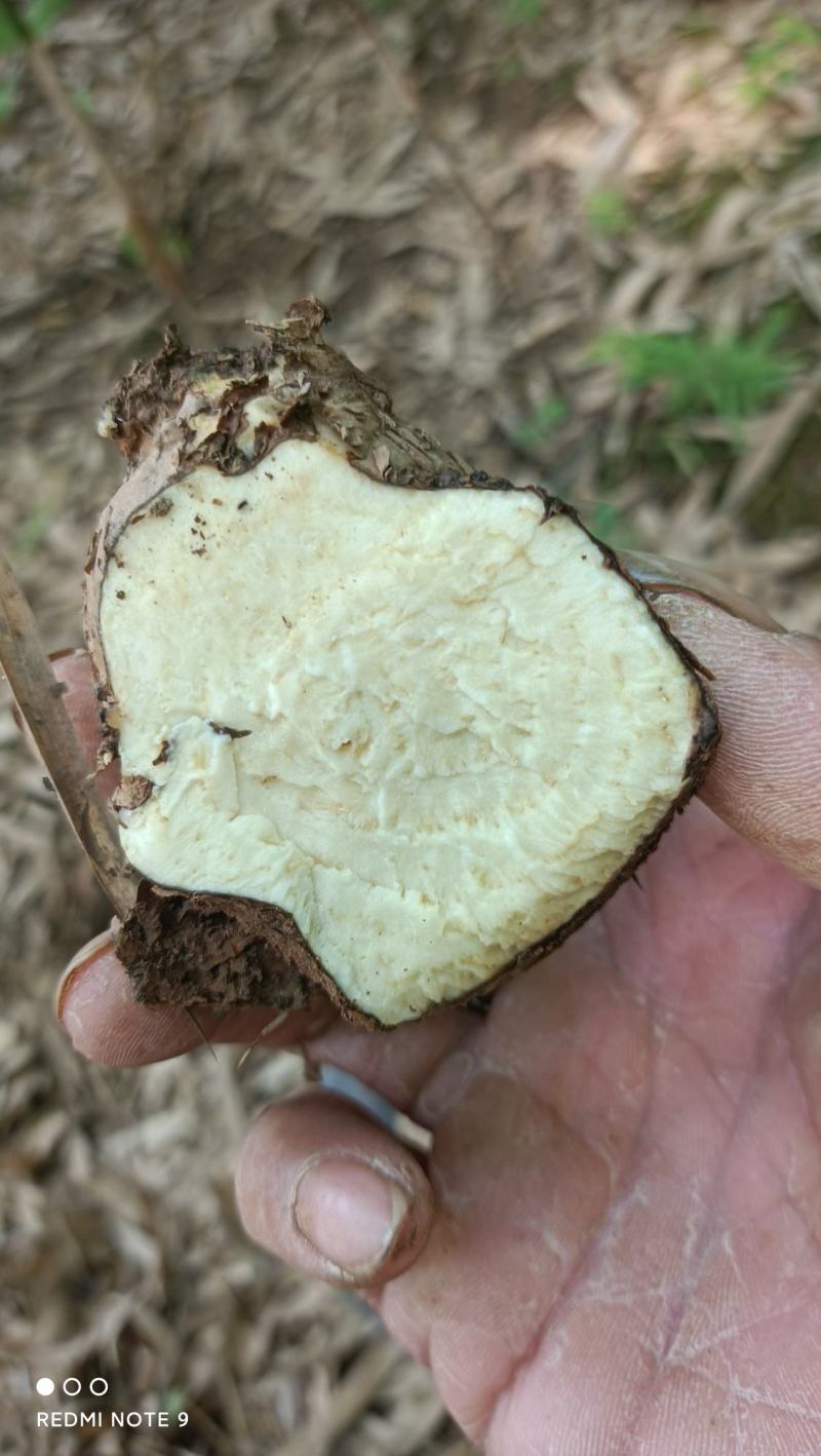 千金藤，地不容，山乌龟根茎鲜货可带苗，，，，，，