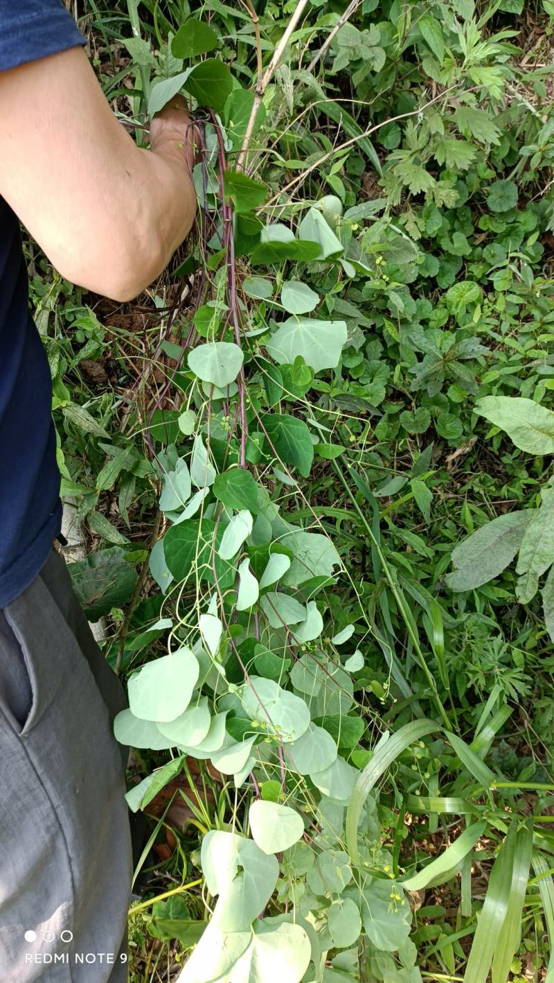 千金藤，地不容，山乌龟根茎鲜货可带苗，，，，，，