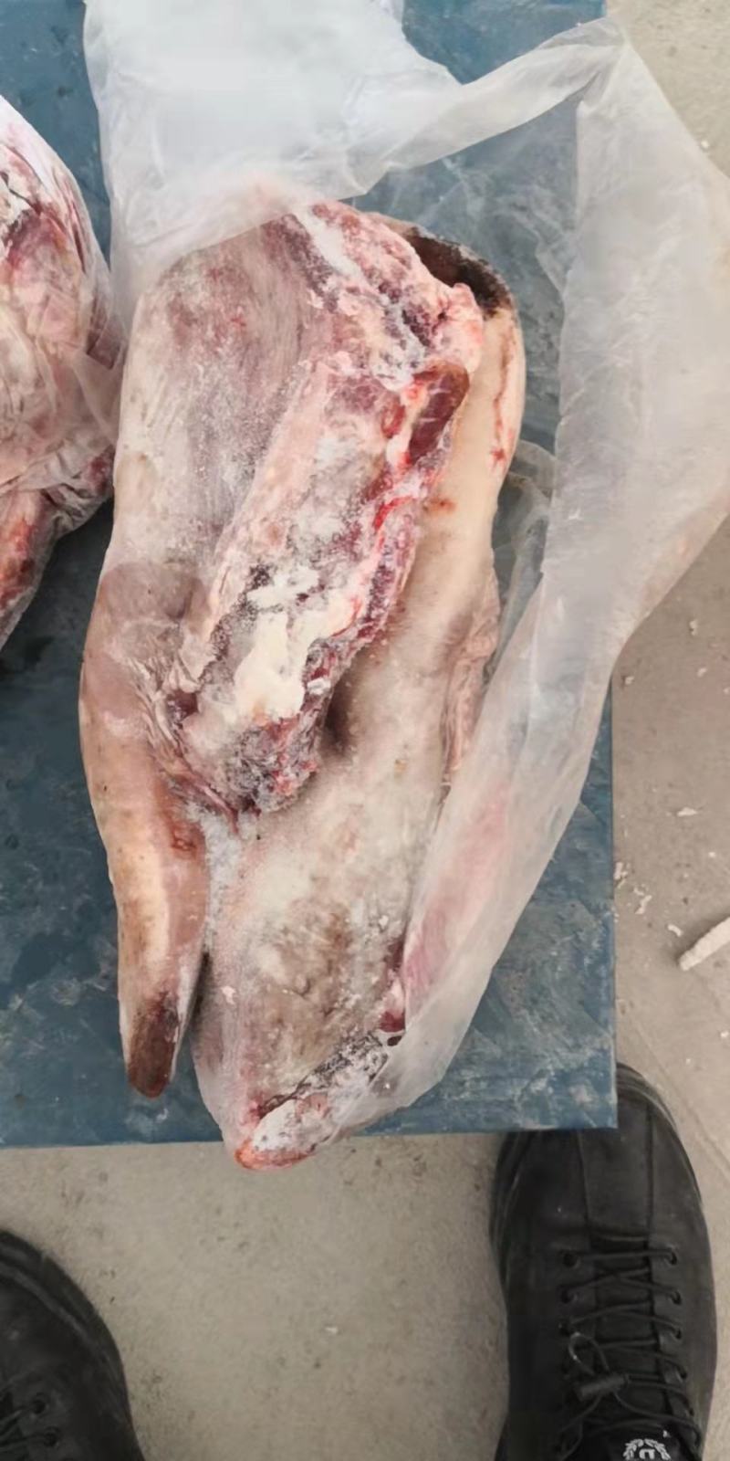 生牛蹄筋。带主筋生鲜货产地直发，货源充足，欢迎来电咨询