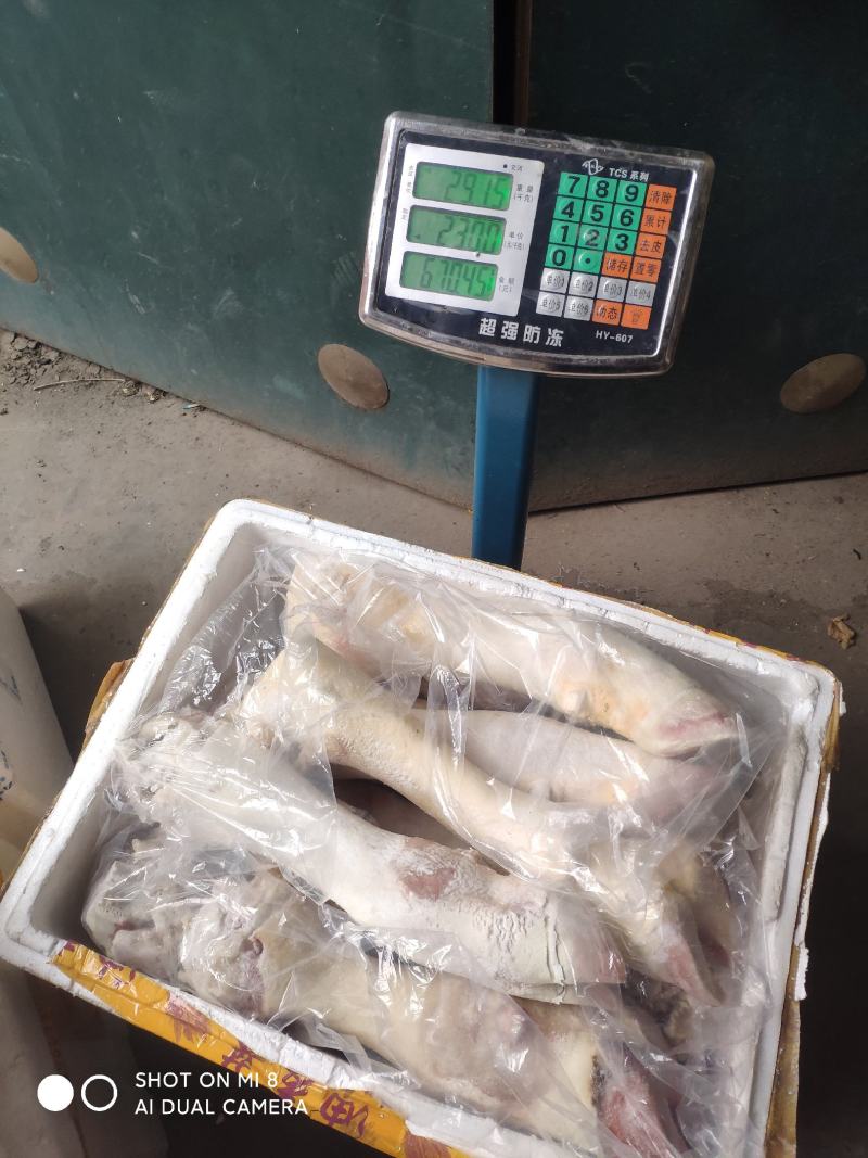 生牛蹄筋。带主筋生鲜货产地直发，货源充足，欢迎来电咨询