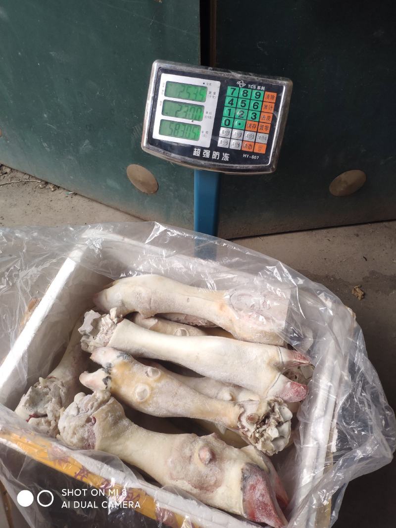 生牛蹄筋。带主筋生鲜货产地直发，货源充足，欢迎来电咨询