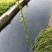 轮叶黑藻当天打捞.干净无杂草大量有货供应