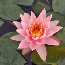 大睡莲观赏睡莲香水睡莲池塘根块芽四季可栽种