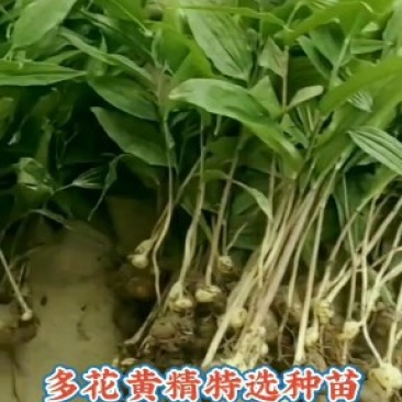 富强生态农业精选三年多花黄精种苗品质好药效高