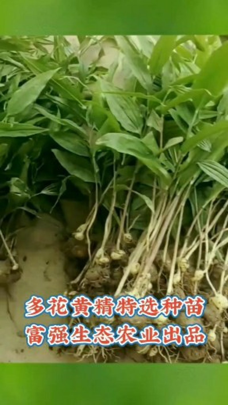 富强生态农业精选三年多花黄精种苗品质好药效高