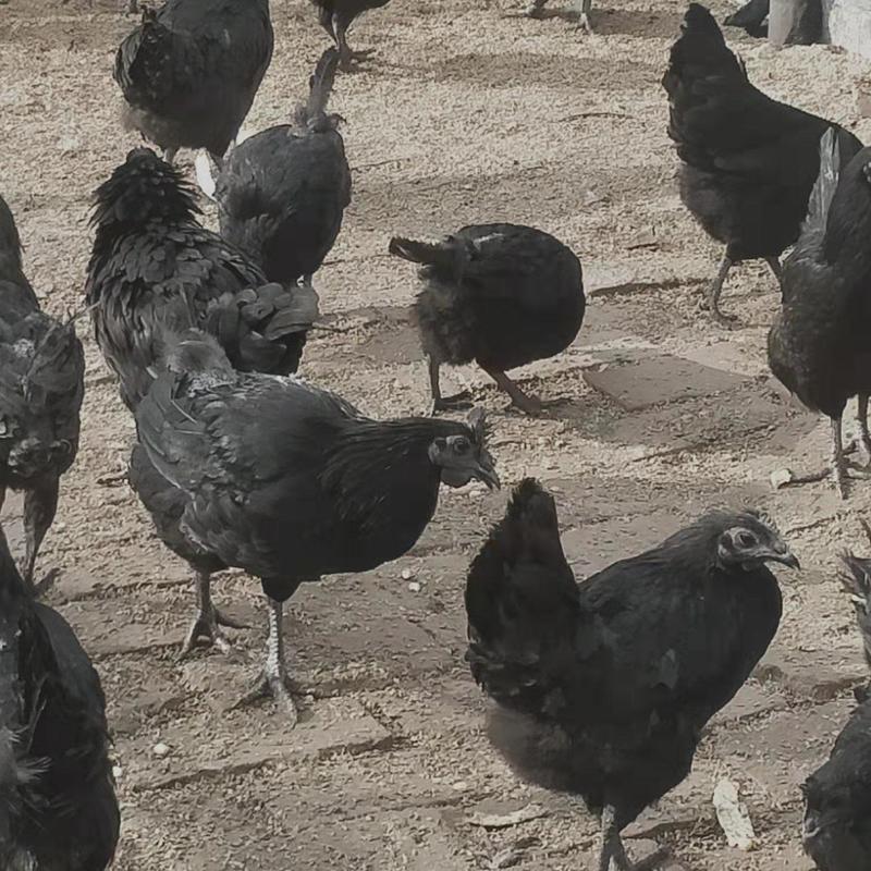 五黑绿壳蛋鸡养殖场现货供应脱温鸡苗，成年五黑鸡