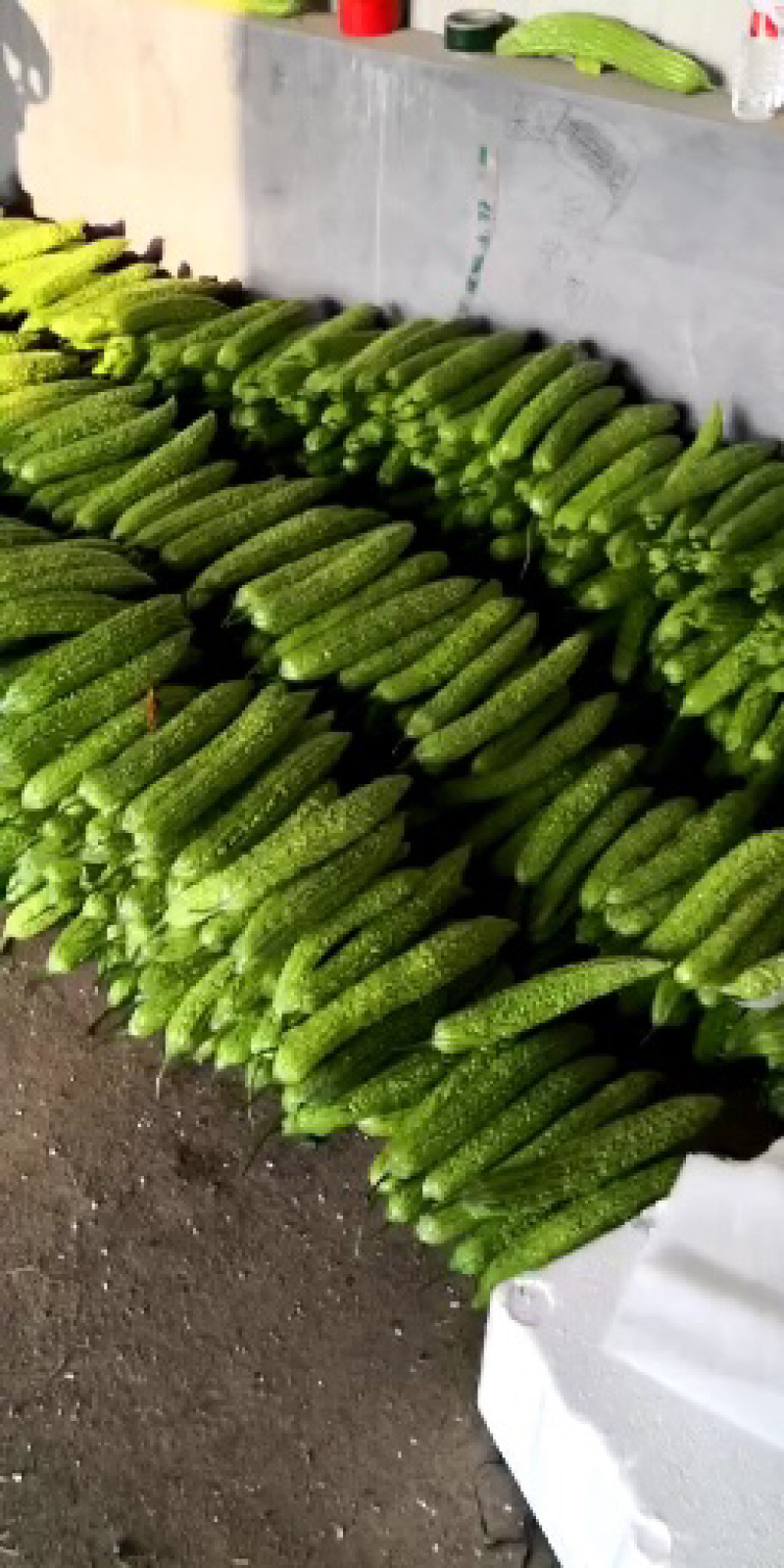 精品苦瓜大量上市对接电商市场批发商欢迎咨询合作
