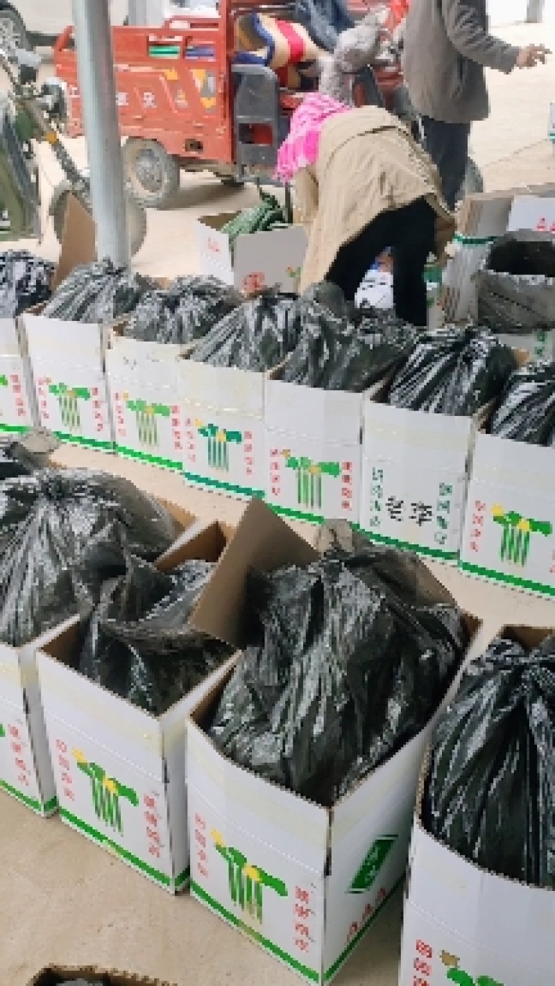 甘肃靖远花儿新村黄瓜，基地黄瓜，密刺黄瓜，长期代收合作
