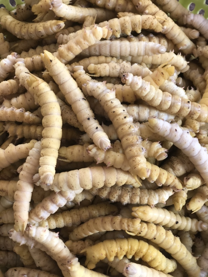 煮熟冰冻高蛋白豆丹，大豆虫，豆青虫，新鲜现货一手货源