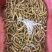煮熟冰冻高蛋白豆丹，大豆虫，豆青虫，新鲜现货一手货源