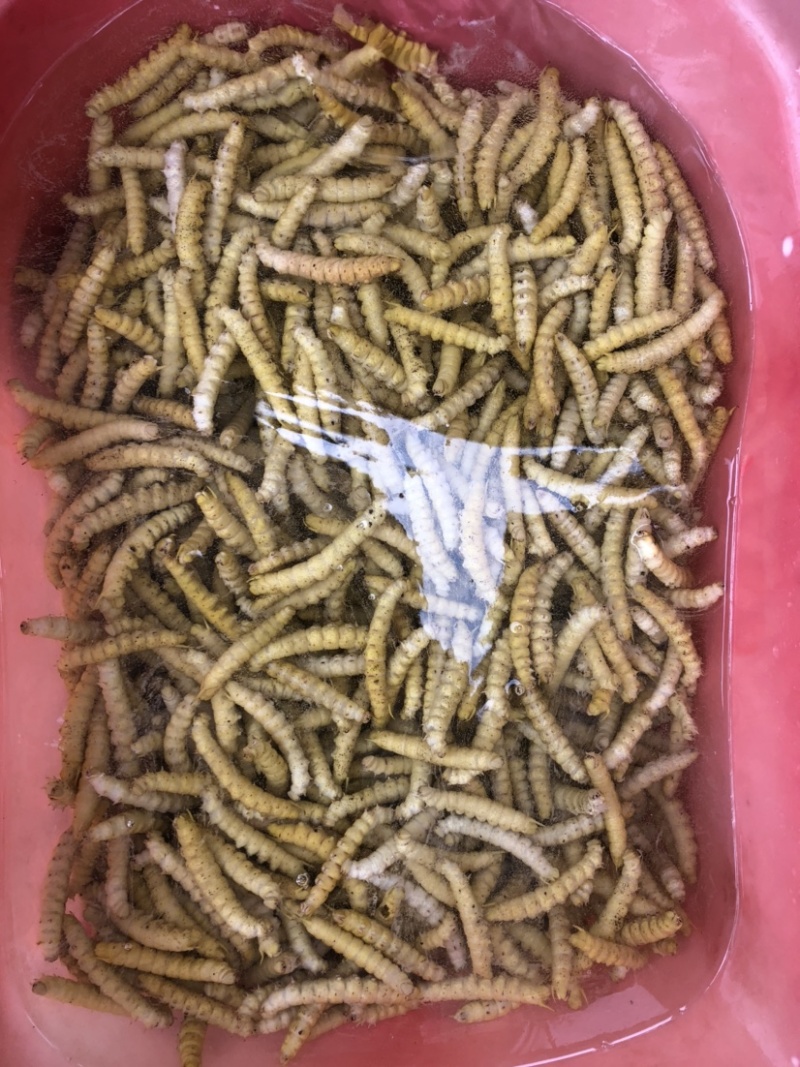 煮熟冰冻高蛋白豆丹，大豆虫，豆青虫，新鲜现货一手货源