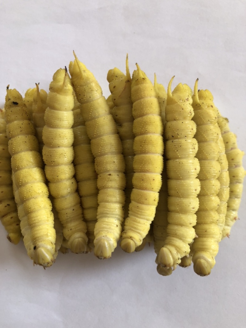 煮熟冰冻高蛋白豆丹，大豆虫，豆青虫，新鲜现货一手货源