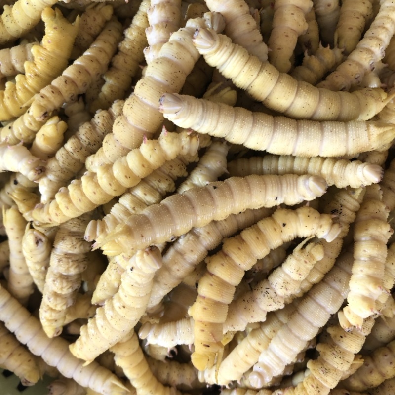 煮熟冰冻高蛋白豆丹，大豆虫，豆青虫，新鲜现货一手货源