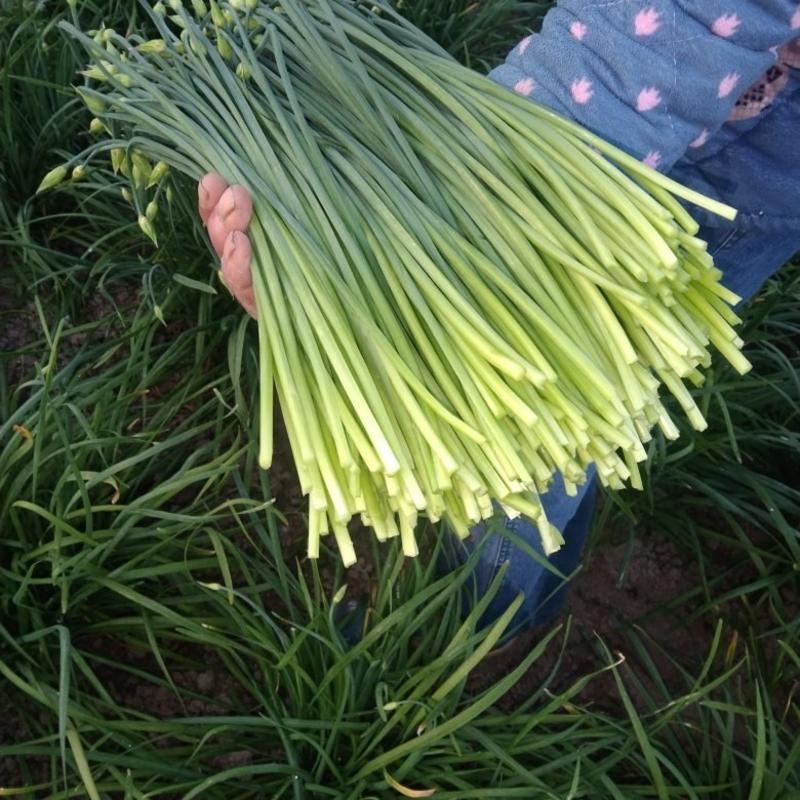 千亩苔韭种植基地