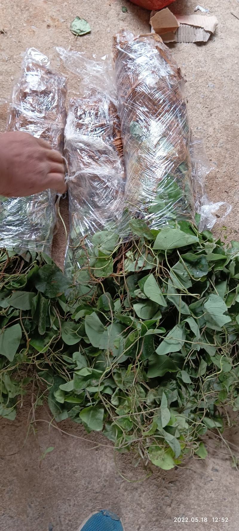 千金藤苗现挖现发顺丰快递发货保鲜包装