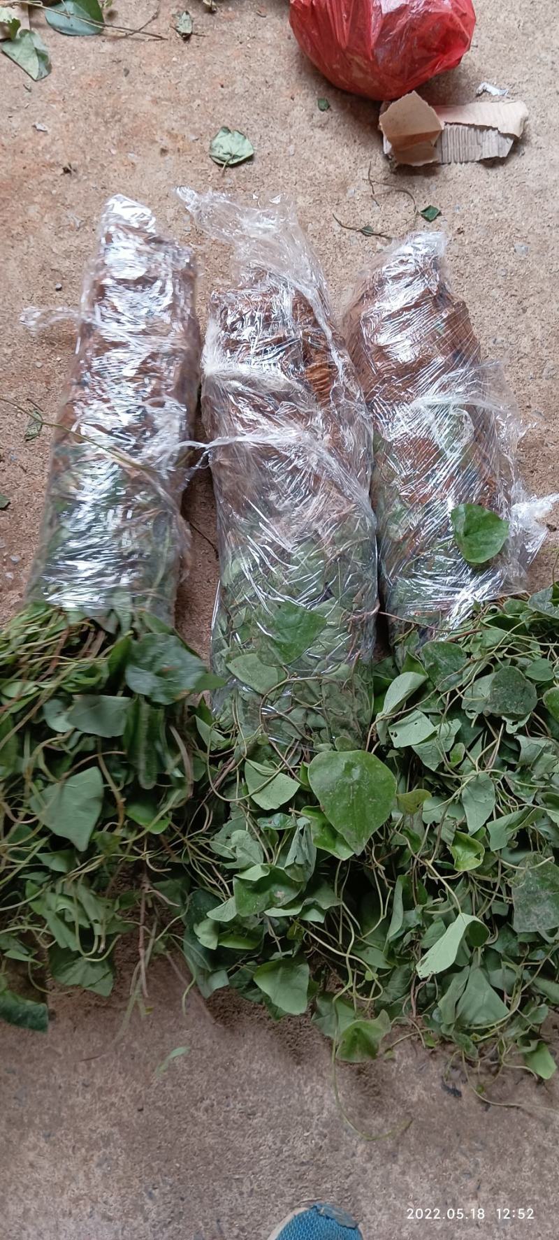 千金藤苗现挖现发顺丰快递发货保鲜包装