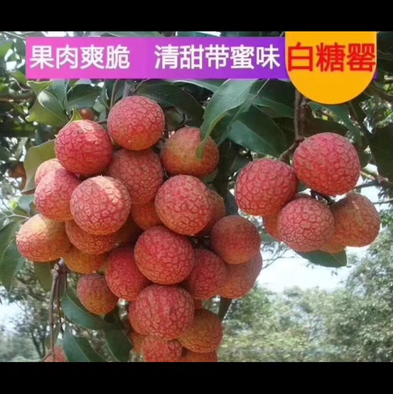 白糖罂荔枝妃子笑荔枝