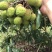 白糖罂荔枝妃子笑荔枝