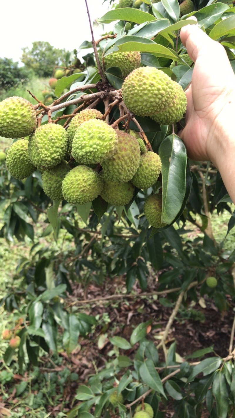 白糖罂荔枝妃子笑荔枝