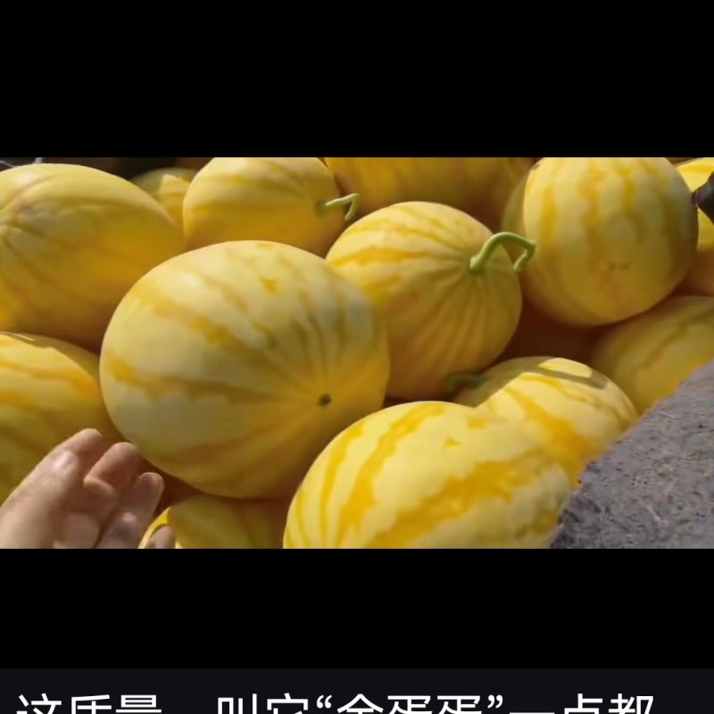 看这是我同兴村的礼品装箱子的瓜己经上市了，瓜长的好看还甜