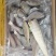 多种水产