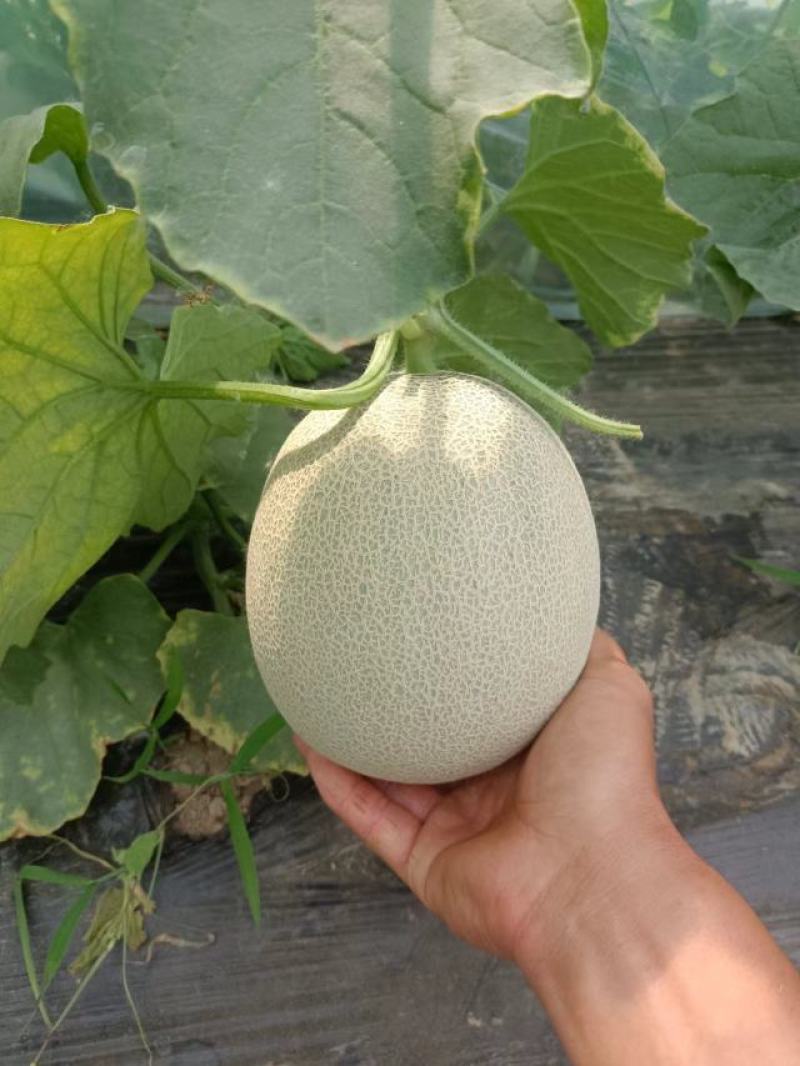 各式各样的甜瓜