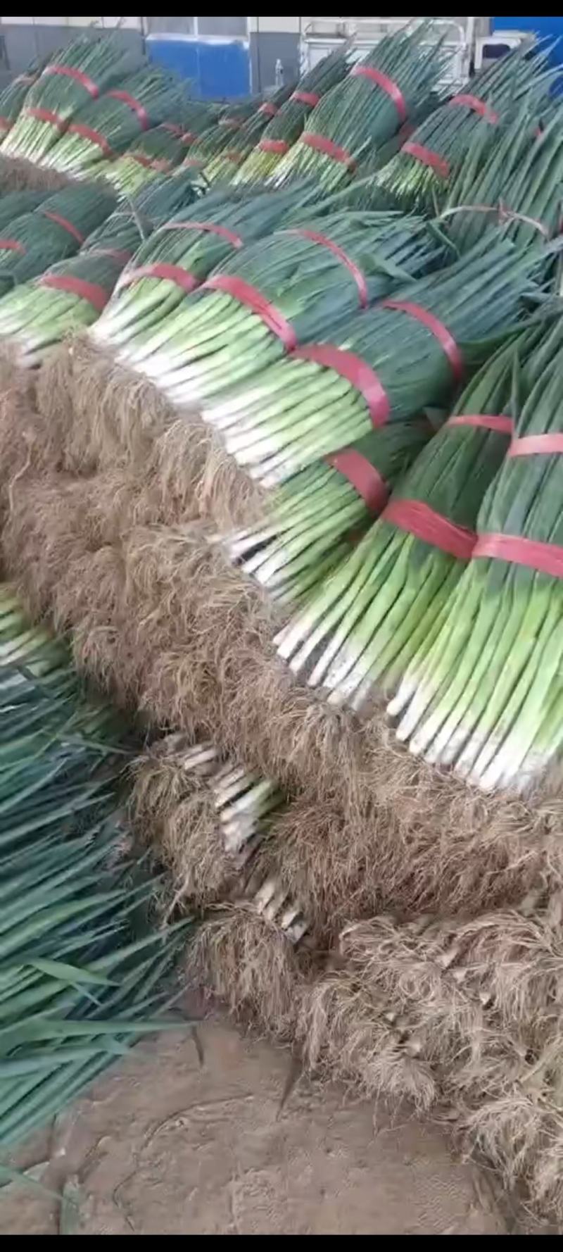 大葱，聊城长白大葱脱水大葱，聊城大葱现已大量上市