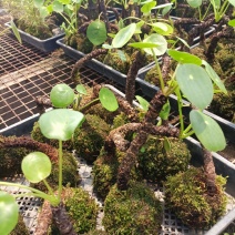 镜面草，绿植青苔植物室内植物