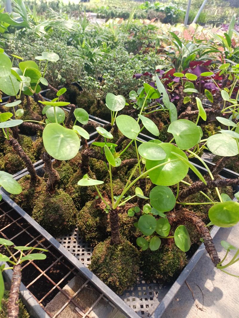 镜面草，绿植青苔植物室内植物