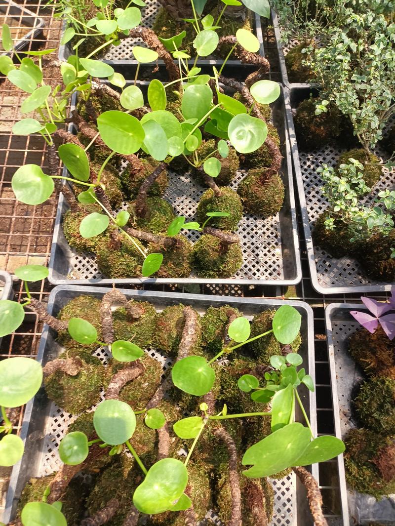 镜面草，绿植青苔植物室内植物