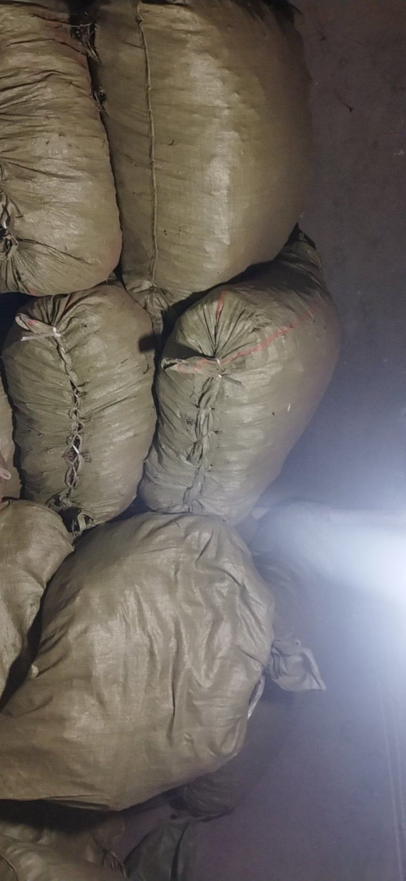 南五加皮三加皮产地直供质量保证常年供应