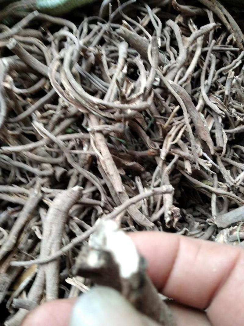 南五加皮三加皮产地直供质量保证常年供应