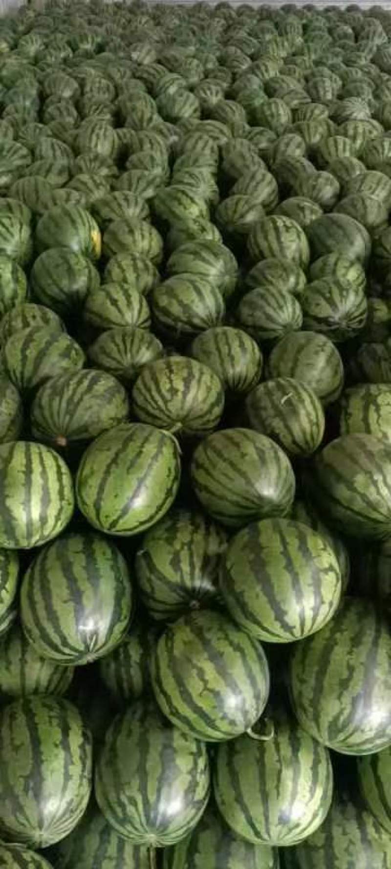 陕西大荔甜王西瓜自产自销保证品质