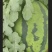 陕西大荔甜王西瓜自产自销保证品质