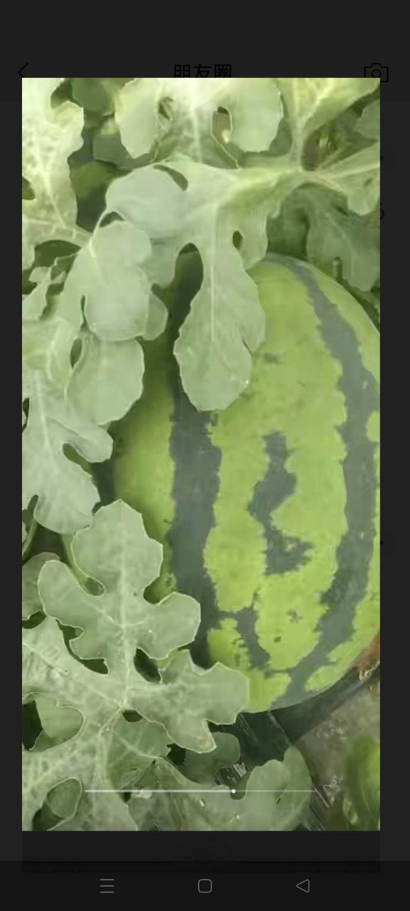 陕西大荔甜王西瓜自产自销保证品质