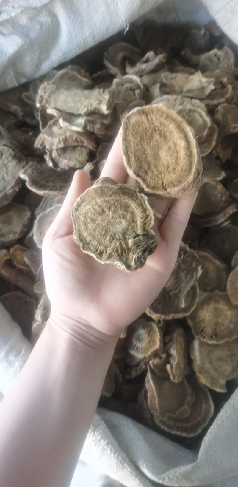 振兴药材批发供应马蹄大黄规格齐全产地直供一手货源全国发货