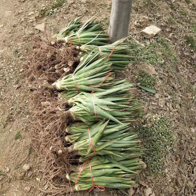 剑麻冠副40-60-80-1米苗圃直销无中介