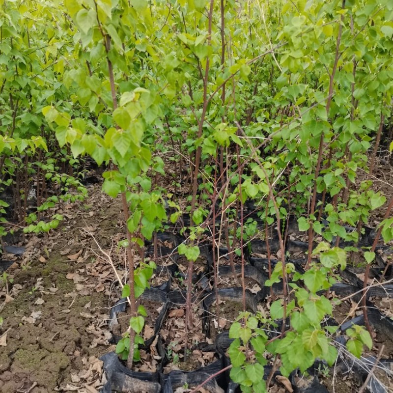 白桦树杯苗各种规格白桦树苗白桦树