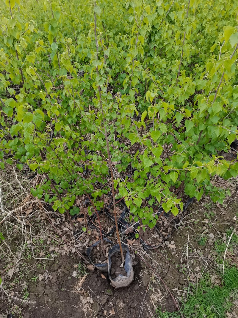 白桦树杯苗各种规格白桦树苗白桦树
