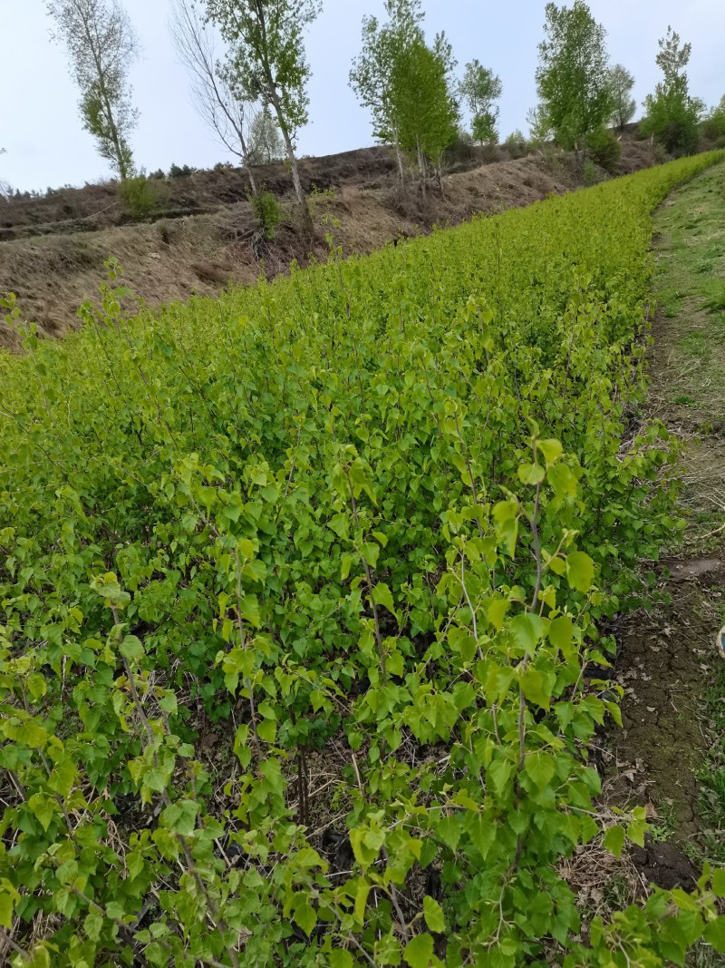 白桦树杯苗各种规格白桦树苗白桦树