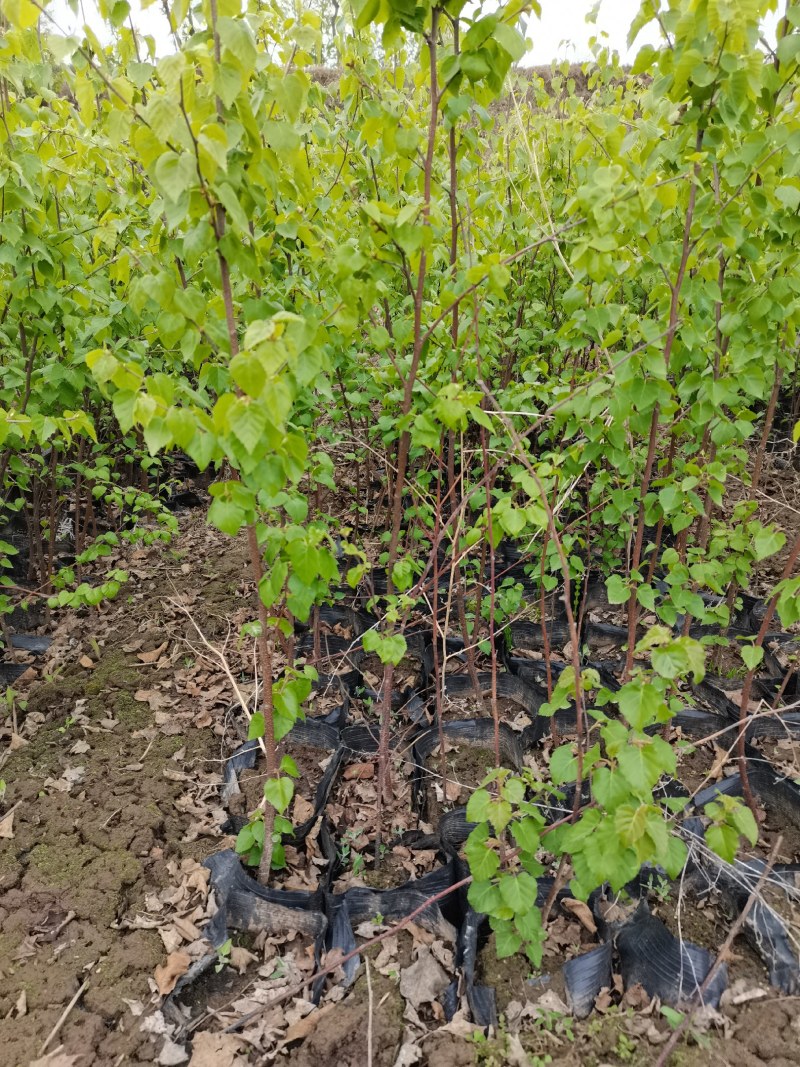 白桦树杯苗各种规格白桦树苗白桦树