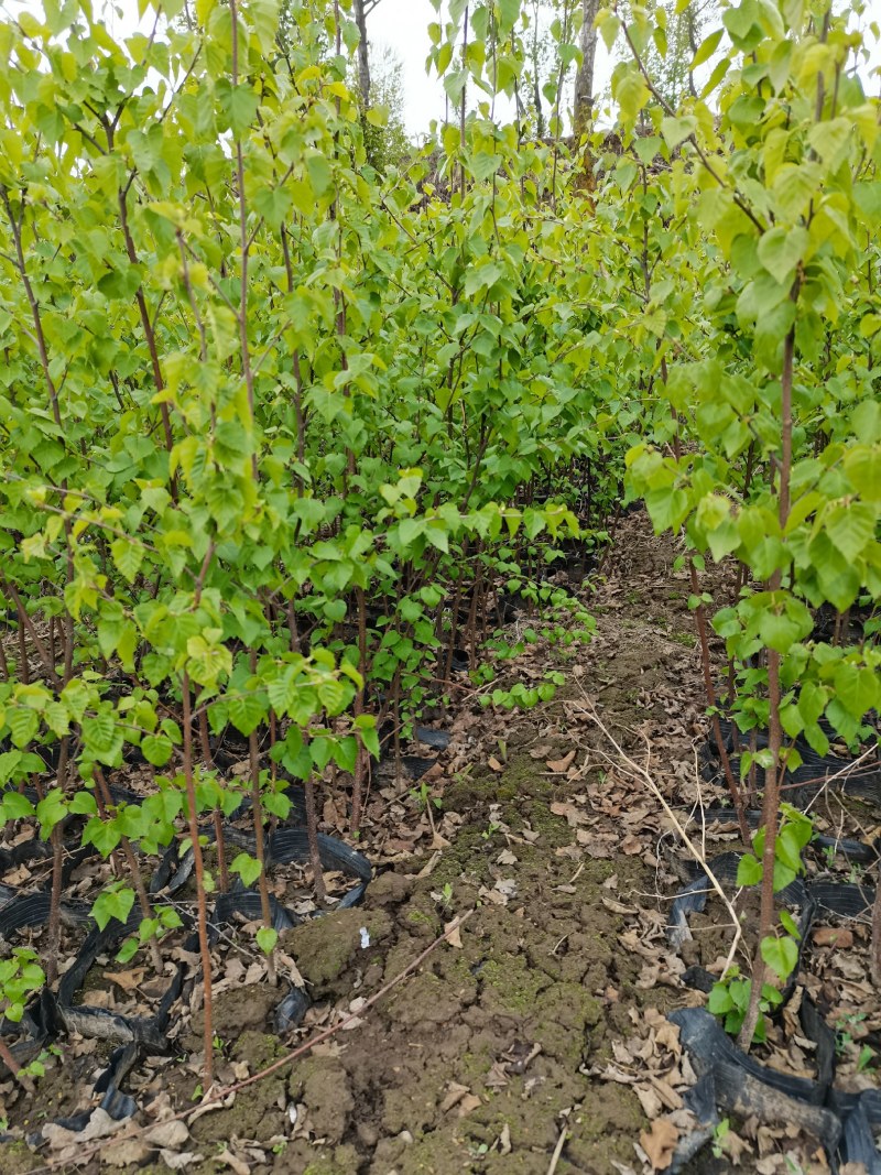 白桦树杯苗各种规格白桦树苗白桦树