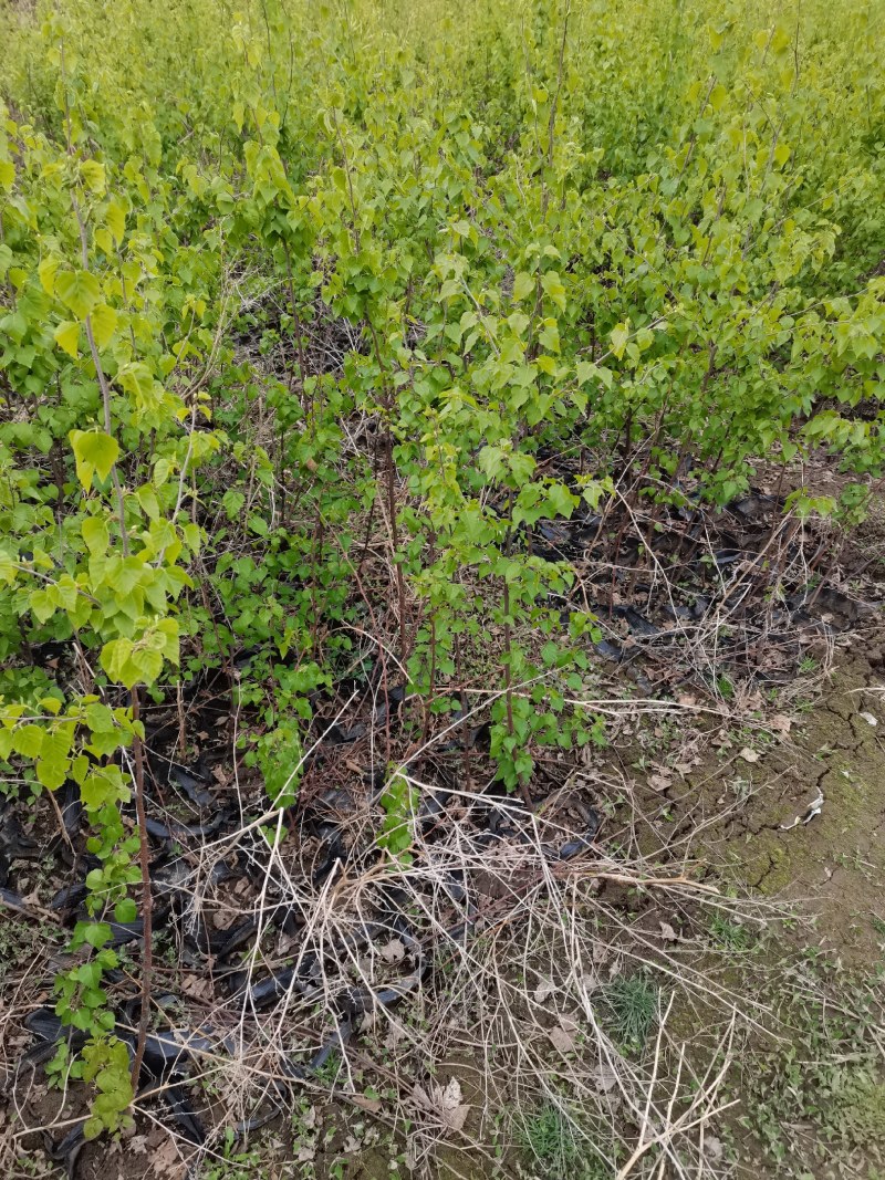 白桦树杯苗各种规格白桦树苗白桦树