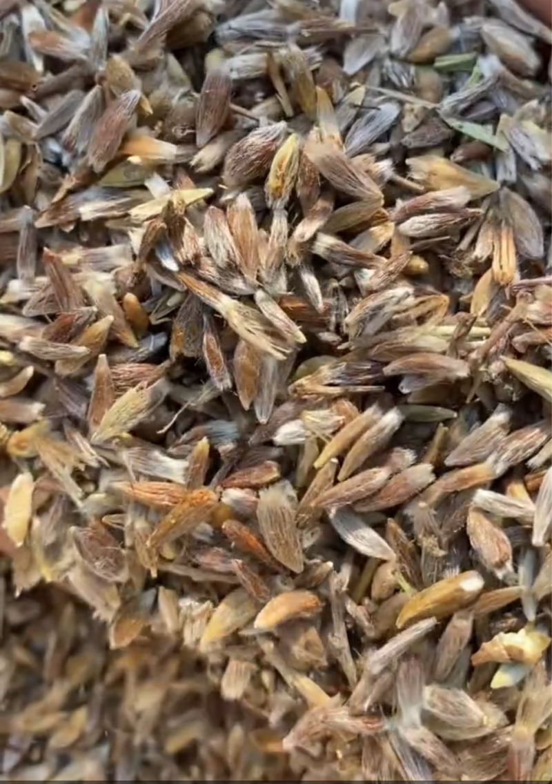 【优选商家】北苍术种子，纯度高，品种纯芽率好