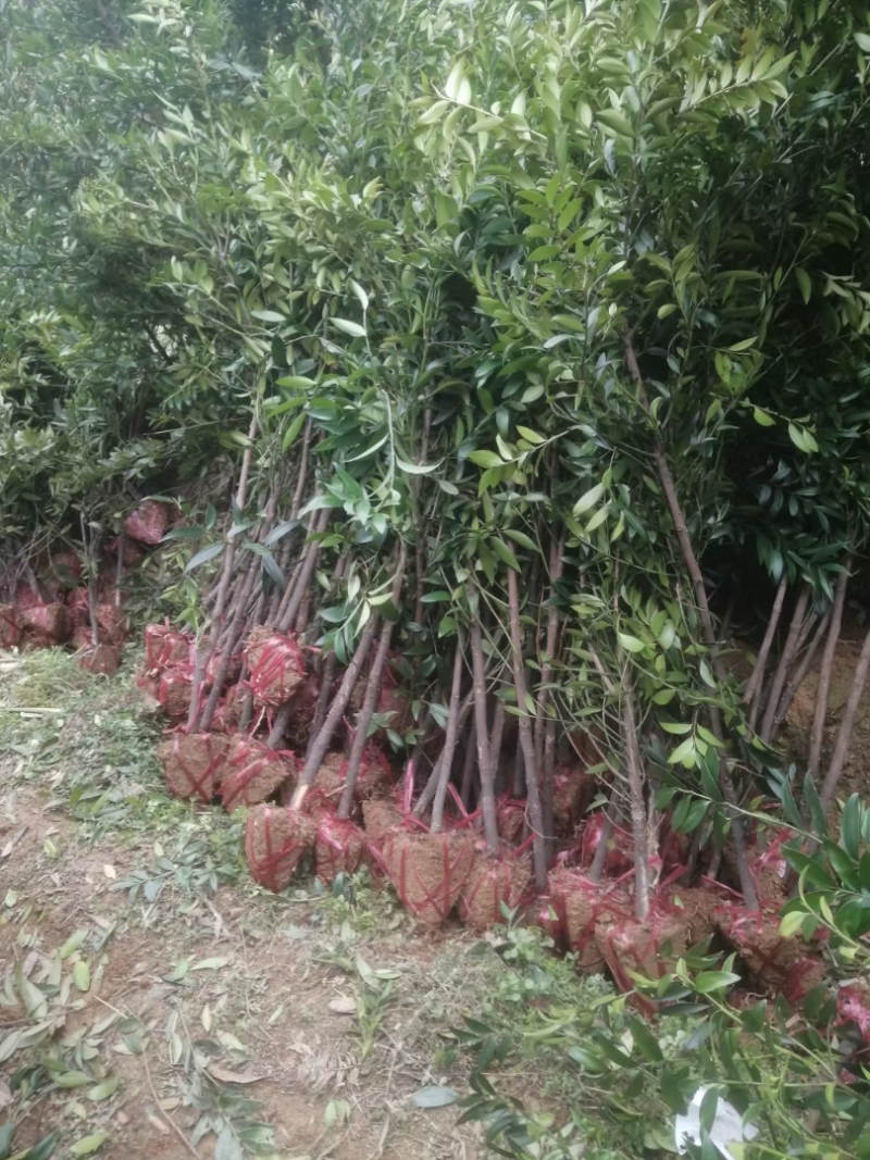 竹柏自家苗圃自产自销一手货源批发竹柏2-3-4-5公分