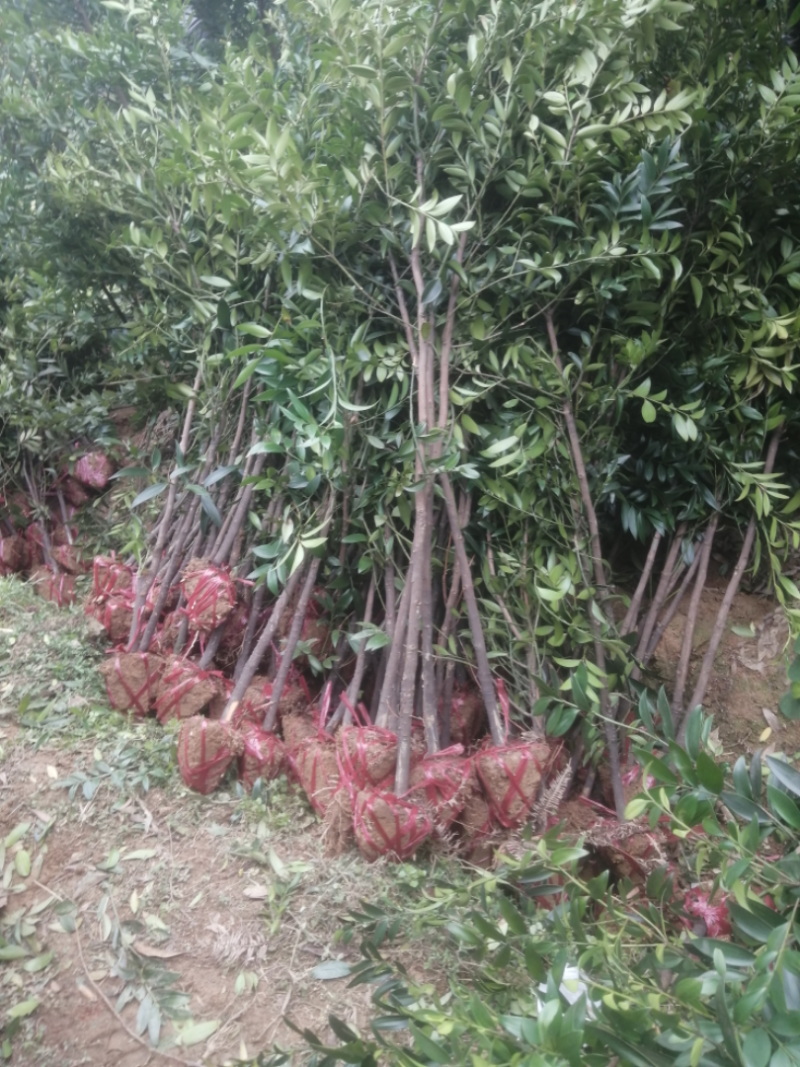 竹柏自家苗圃自产自销一手货源批发竹柏2-3-4-5公分
