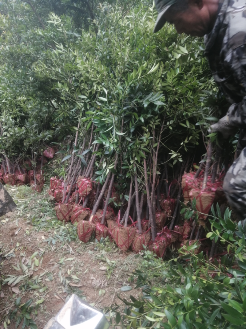 竹柏自家苗圃自产自销一手货源批发竹柏2-3-4-5公分