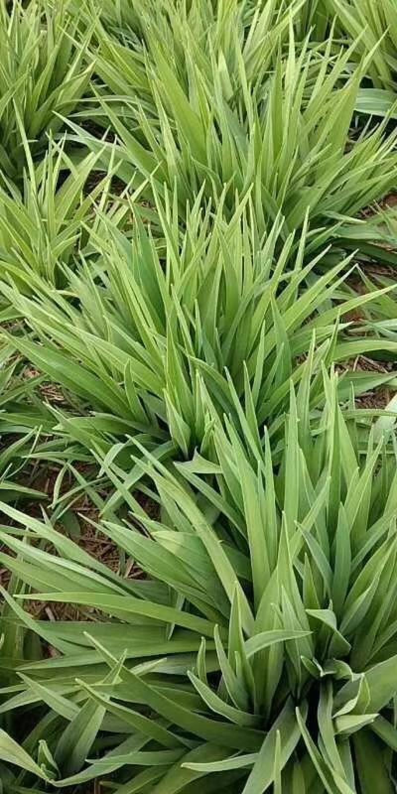 金娃娃萱草大量苗圃出售价格低质量好无中介