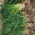 金娃娃萱草大量苗圃出售价格低质量好无中介