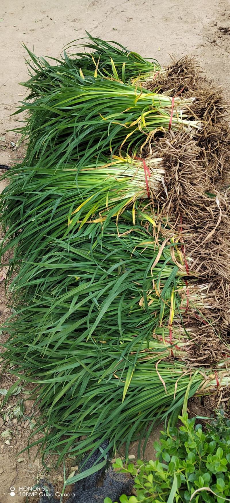 金娃娃萱草大量苗圃出售价格低质量好无中介